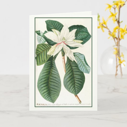 Magnolia, bloemillustratie, kaart (Gele Bloem)