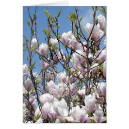 Magnolia bloesem in de lente