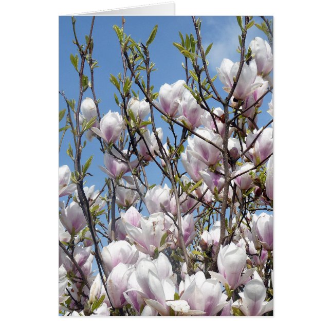 Magnolia bloesem in de lente (Voorkant)