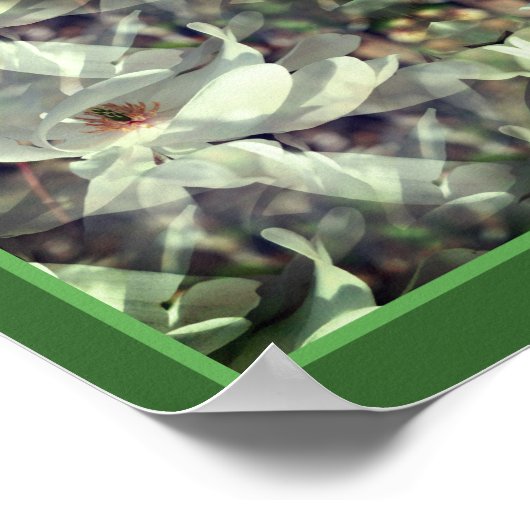 Magnolia bloesems Abstract Poster (Hoek)