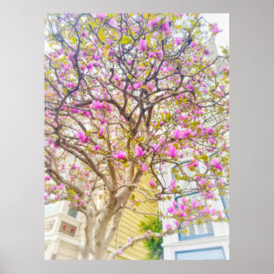 Magnolia Bloesems Poster