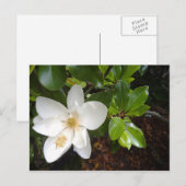 Magnolia Bloom Briefkaart (Voorkant / Achterkant)