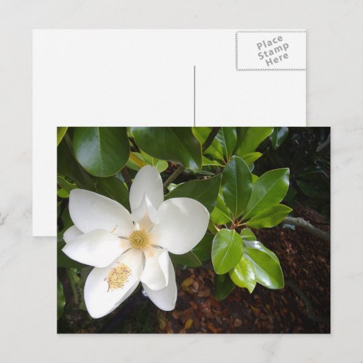 Magnolia Bloom Briefkaart (Voorkant / Achterkant)