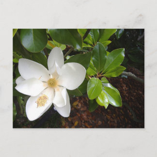 Magnolia Bloom Briefkaart
