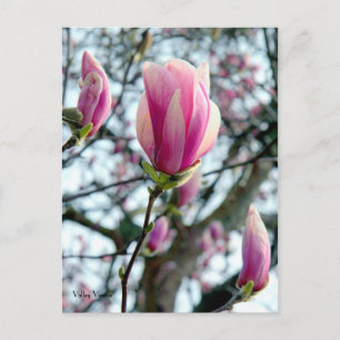 Magnolia Bloom en Buds Briefkaart