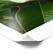 Magnolia Bloom Foto afdrukken (Hoek)