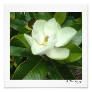Magnolia Bloom Foto afdrukken