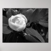 Magnolia Bloom in zwart-wit Poster (Voorkant)