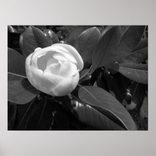 Magnolia Bloom in zwart-wit Poster
