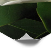 Magnolia Bloom Poster (Hoek)