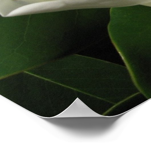 Magnolia Bloom Poster (Hoek)