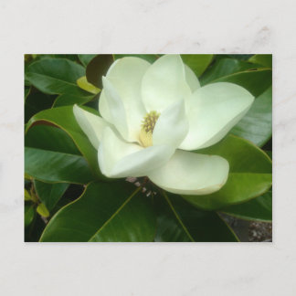 Magnolia Bloom Savannah Georgia Briefkaart