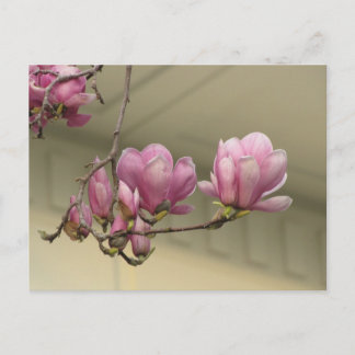 Magnolia Blooms Briefkaart