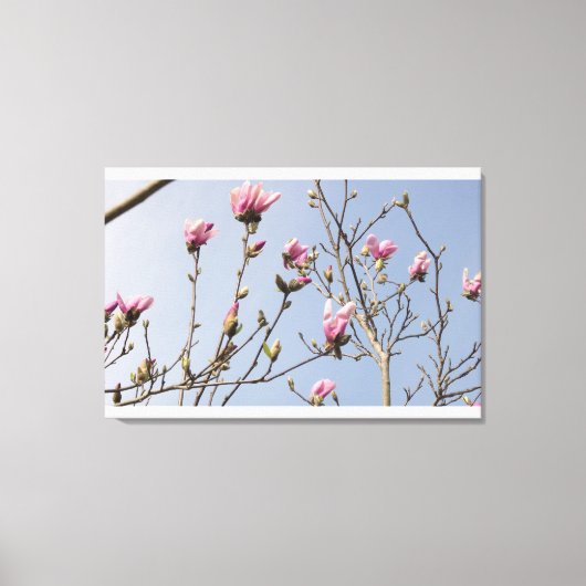 Magnolia Blooms Canvas Afdruk (Voorkant)