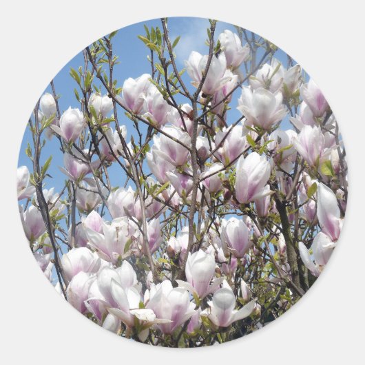 Magnolia Blooms in Stickers van het voorjaar (Voorkant)
