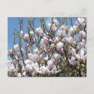 Magnolia Blooms in voorjaar Briefkaart