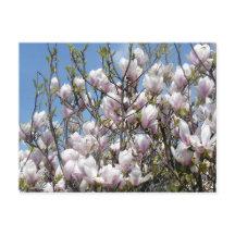 Magnolia Blooms in voorjaar Briefkaart