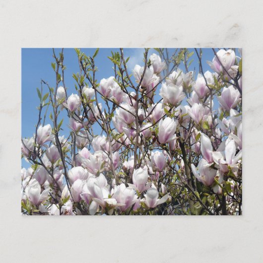 Magnolia Blooms in voorjaar Briefkaart (Voorkant)