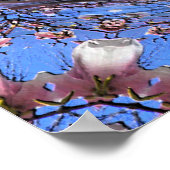Magnolia Blooms..... Poster (Hoek)