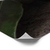 Magnolia Blooms Poster -24x36 -andere maten ook (Hoek)