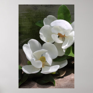 Magnolia Blooms Poster -24x36 -andere maten ook