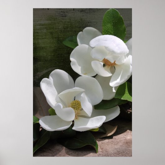Magnolia Blooms Poster -24x36 -andere maten ook (Voorkant)