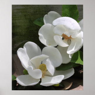 Magnolia Blooms Print -20x24 - andere formaten ook