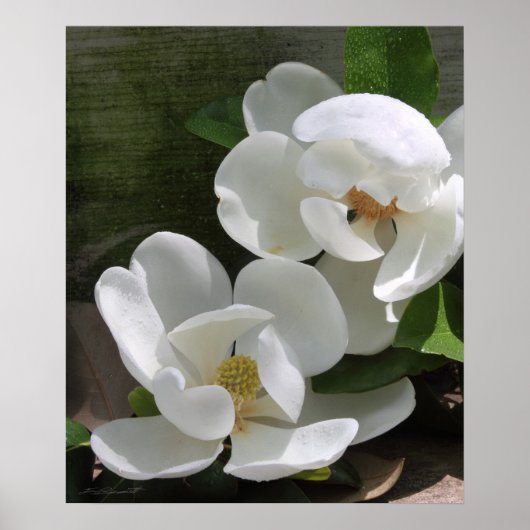 Magnolia Blooms Print -20x24 - andere formaten ook (Voorkant)