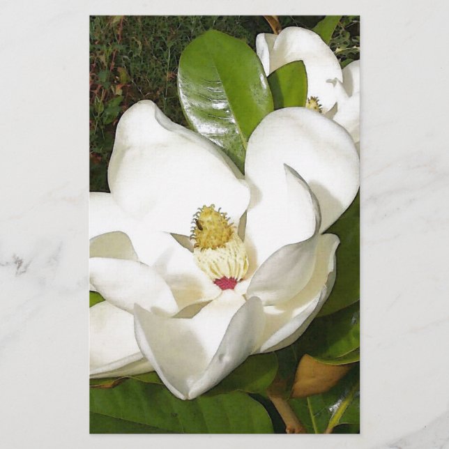 Magnolia Blossom (Voorkant)