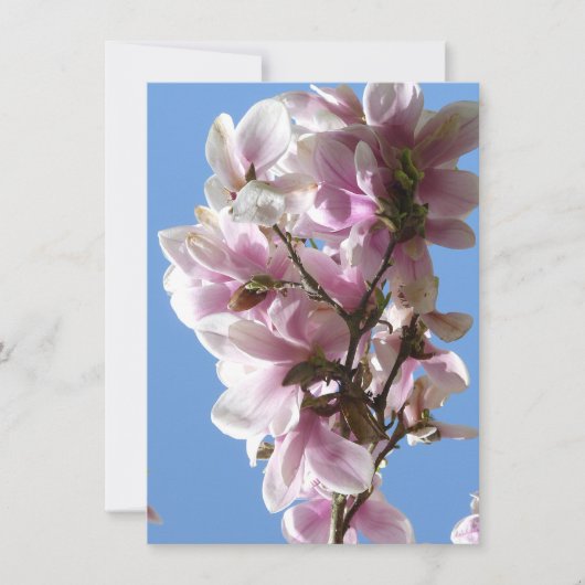 Magnolia Blossom (Voorkant)