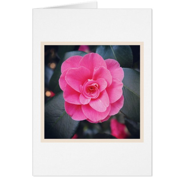 Magnolia Blossom (Voorkant)