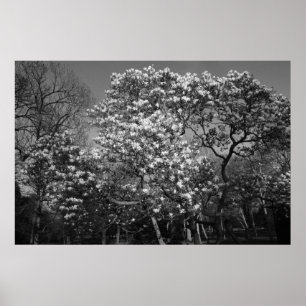 Magnolia Blossom (B&W) Poster