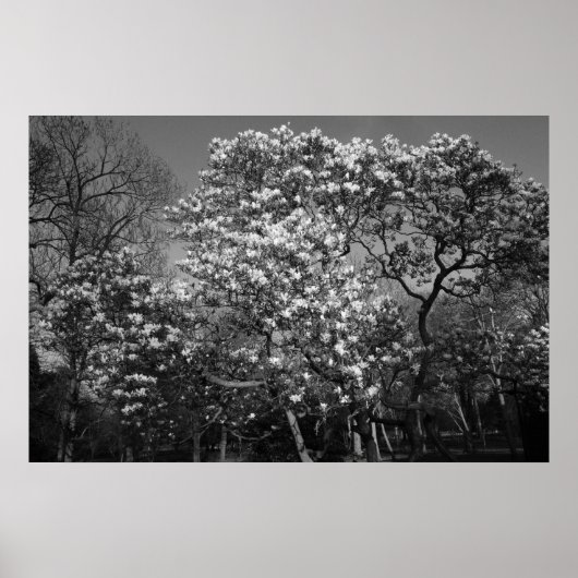 Magnolia Blossom (B&W) Poster (Voorkant)