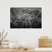Magnolia Blossom (B&W) Poster (Keuken)