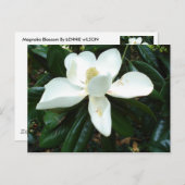 Magnolia Blossom Briefkaart (Voorkant / Achterkant)