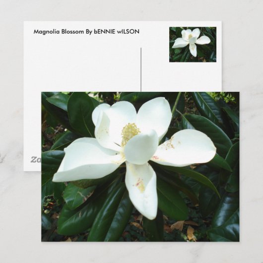 Magnolia Blossom Briefkaart (Voorkant / Achterkant)