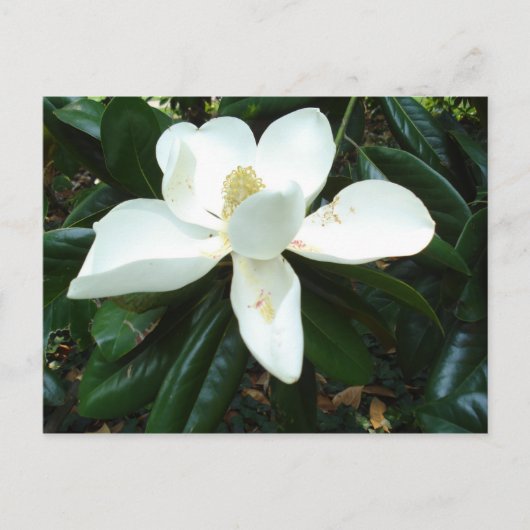 Magnolia Blossom Briefkaart (Voorkant)