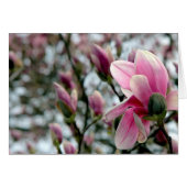 Magnolia Blossom en Buds (Voorkant Horizontaal)