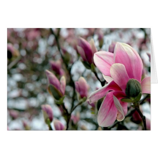 Magnolia Blossom en Buds (Voorkant Horizontaal)