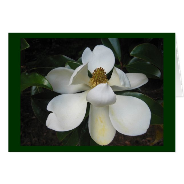 Magnolia Blossom.jpg (Voorkant Horizontaal)