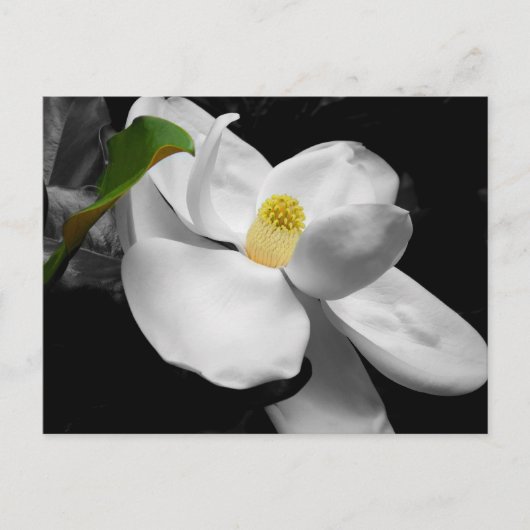 Magnolia Blossom Marketing Briefkaart (Voorkant)
