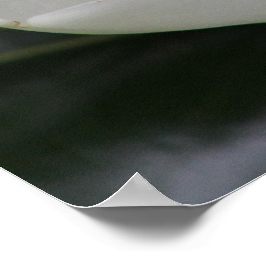 Magnolia Blossom op de Blacksburg-campus Poster (Hoek)