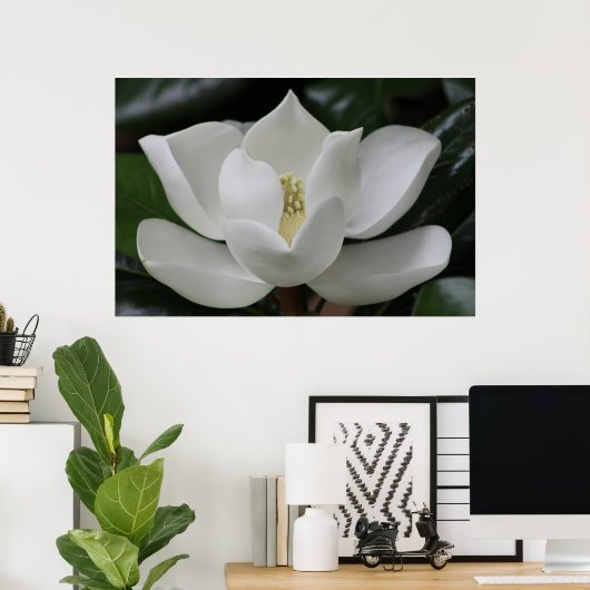 Magnolia Blossom op de Blacksburg-campus Poster (Thuiskantoor)