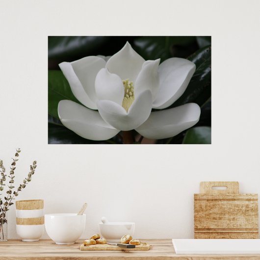 Magnolia Blossom op de Blacksburg-campus Poster (Keuken)