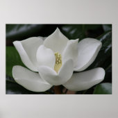 Magnolia Blossom op de Blacksburg-campus Poster (Voorkant)