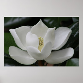 Magnolia Blossom op de Blacksburg-campus Poster
