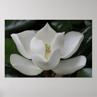 Magnolia Blossom op de Blacksburg-campus Poster