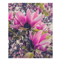 Magnolia Blossom