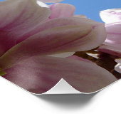 Magnolia Blossom Perfect Poster (Hoek)