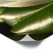 Magnolia Blossom Poster (Hoek)